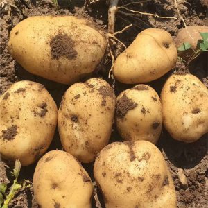 什么品種的土豆高產 高產土豆品種推薦
高產土豆種植技巧分享